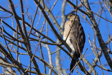 Red shouldered hawk perched among tree limbs against blue sky. 