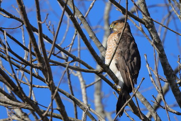 Red shouldered hawk perched among tree limbs against blue sky. 