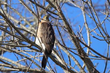 Red shouldered hawk perched among tree limbs against blue sky. 