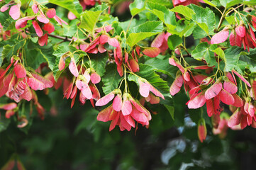 red seeds of the Tatar maple