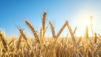 Fototapeta premium Golden wheat field under a clear blue sky with sunlight streaming through
