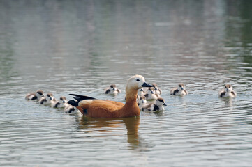 ogare family in the pond - adult birds and children