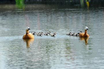 ogare family in the pond - adult birds and children