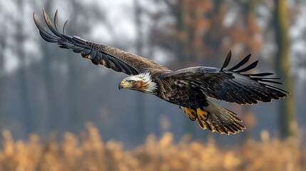 Fototapeta premium Majestic eagle in flight over autumnal landscape.