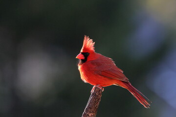 Male norther cardinal red bird perched on tree against blurry background. 