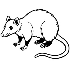 Opossum on white background