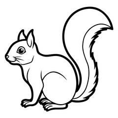 Squirrel on white background