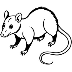 Opossum on white background