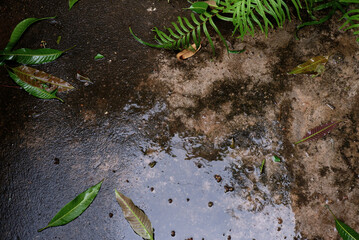 Wet floor and leaves on a rainy day. Top view dirty concrete floor texture. Outdoor, cement texture, green leaves, nature, rainy season, and abstract mood concepts. Damp cement floor background.