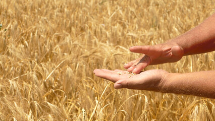 farmer's hands showing that the crop is ripe against the background of a grain field
