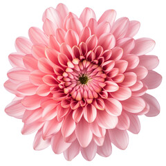 Fototapeta premium Chrysanthemum flower close-up, isolated on transparent background