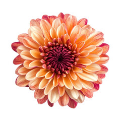 Chrysanthemum flower close-up, isolated on transparent background