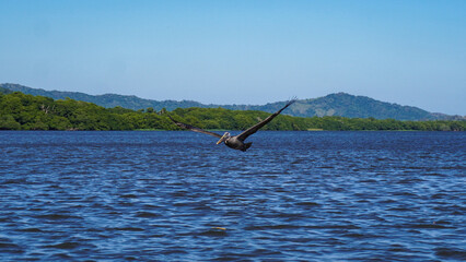 Ave en vuelo sobre la Laguna de Catemaco rodeado de naturaleza tropical