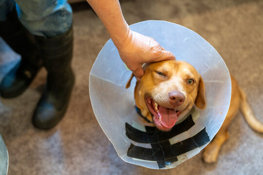 Dog wearing cone