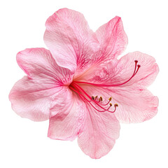 Fototapeta premium Azalea flower close-up, isolated on transparent background
