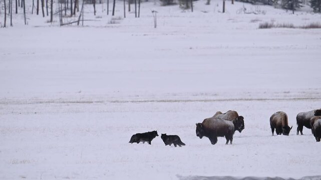 Hungry gray wolves of the "Wapiti Lake Pack," nineteen in number, prowl the snowy wilderness and getting ready to hunt a herd of Bison.

