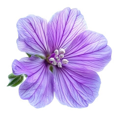 Malva flower Peru close-up, isolated on transparent background
