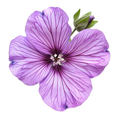 Obraz premium Malva flower Peru close-up, isolated on transparent background