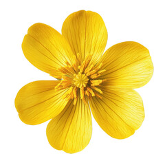 Marsh Marigold flower close-up, isolated on transparent background