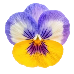 Fototapete Rund Real Pansy flower Viola tricolor close-up, isolated on transparent background © Thiga.project