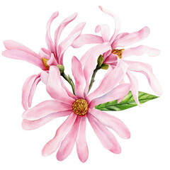 Naklejka premium Magnolia flowers. Elegant magnolia flower, floral bouquet botanical Illustration Isolated. Vintage Style Artwork