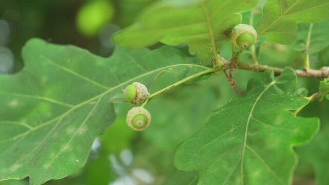 Oak branch with green leaves and acorns on tree in sunlight.