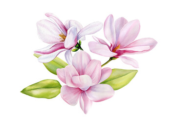 Pink Magnolia Flowers Watercolor. Hand-Painted Botanical Illustration Isolated. Wedding Invitations and Design Projects