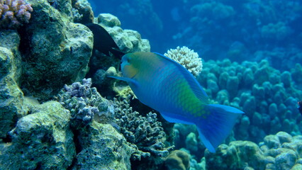 Rusty parrotfish (Scarus ferrugineus) undersea, Red Sea, Egypt, Sharm El Sheikh, Montazah Bay