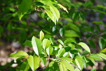 tree leaves in the sun in the forest in spring