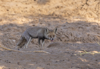 Desert Fox - at Desert National Park (Rajasthan, India)