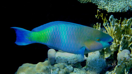 Rusty parrotfish (Scarus ferrugineus) undersea, Red Sea, Egypt, Sharm El Sheikh, Montazah Bay