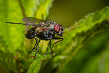 Fototapeta premium Macro Close-up of a Fly Resting on a Fresh Green Leaf in Nature