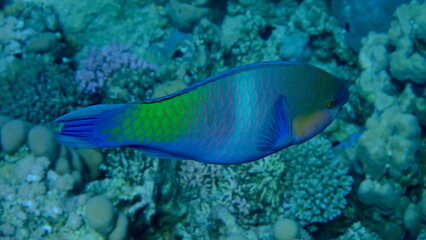 Rusty parrotfish (Scarus ferrugineus) undersea, Red Sea, Egypt, Sharm El Sheikh, Montazah Bay