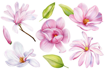 Fototapeta premium Magnolia Flowers, leaves. Botanical floral clipart Isolated white background. Pink watercolor flowers set. Wedding decor