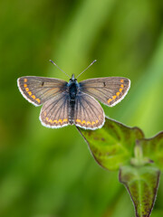 Brown Argus Butterfly Resting. Wings Open.