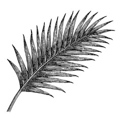 Detailed Palm Leaf Botanical Black and White Outline Line Art Drawing with Vintage Style