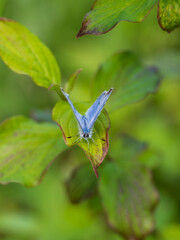 Holly Blue Butterfly With Its Wings Open