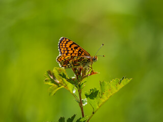 Glanville Fritillary Resting With its Wings Open