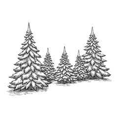 Fototapeta premium Group of Pine Trees with Snow Detailed Black and White Outline Line Art Drawing on White Background