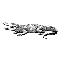 Naklejka premium Crocodile Side View Detailed Black and White Outline Line Art Drawing Illustration with Open Mouth