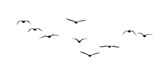 png flock of birds silhouette isolated on transparent clear background	
