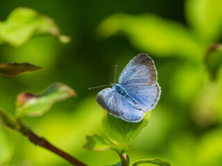 Holly Blue Butterfly With Its Wings Open