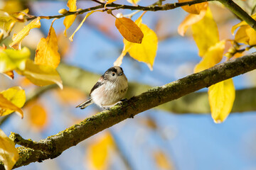 Long tailed tit on a branch © Michael