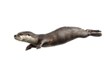 An agile brown otter gliding gracefully through clear water. Isolated on a transparent white background, png