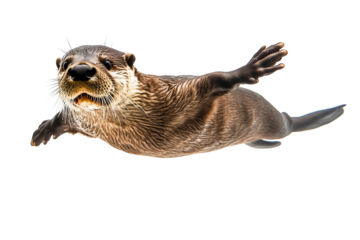 A playful otter swimming gracefully through the water, showcasing its sleek fur and lively expression. Isolated on a transparent white background, png