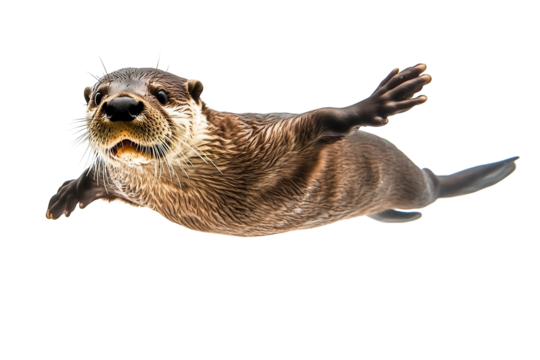 A playful otter swimming gracefully through the water, showcasing its sleek fur and lively expression. Isolated on a transparent white background, png