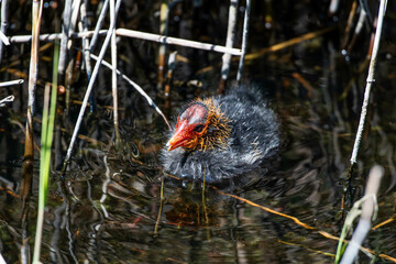 Coot Chick swimming  © Michael