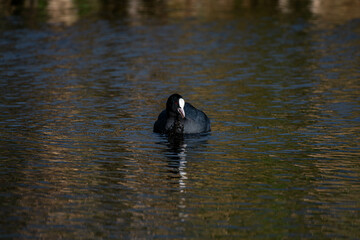 Coot