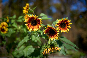 Sunflowers blooming in the garden on a sunny day