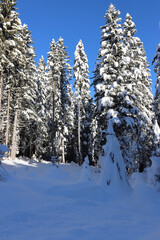 Winter forest in the snow - Seefeld, Austria